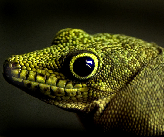 Download Lizzard (540Wx451H)
