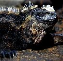  (570Wx557H) - Iguana - Galapagos - 2002 
