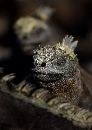  (470Wx664H) - King Iguana Portrait - Galapogos - 2002 