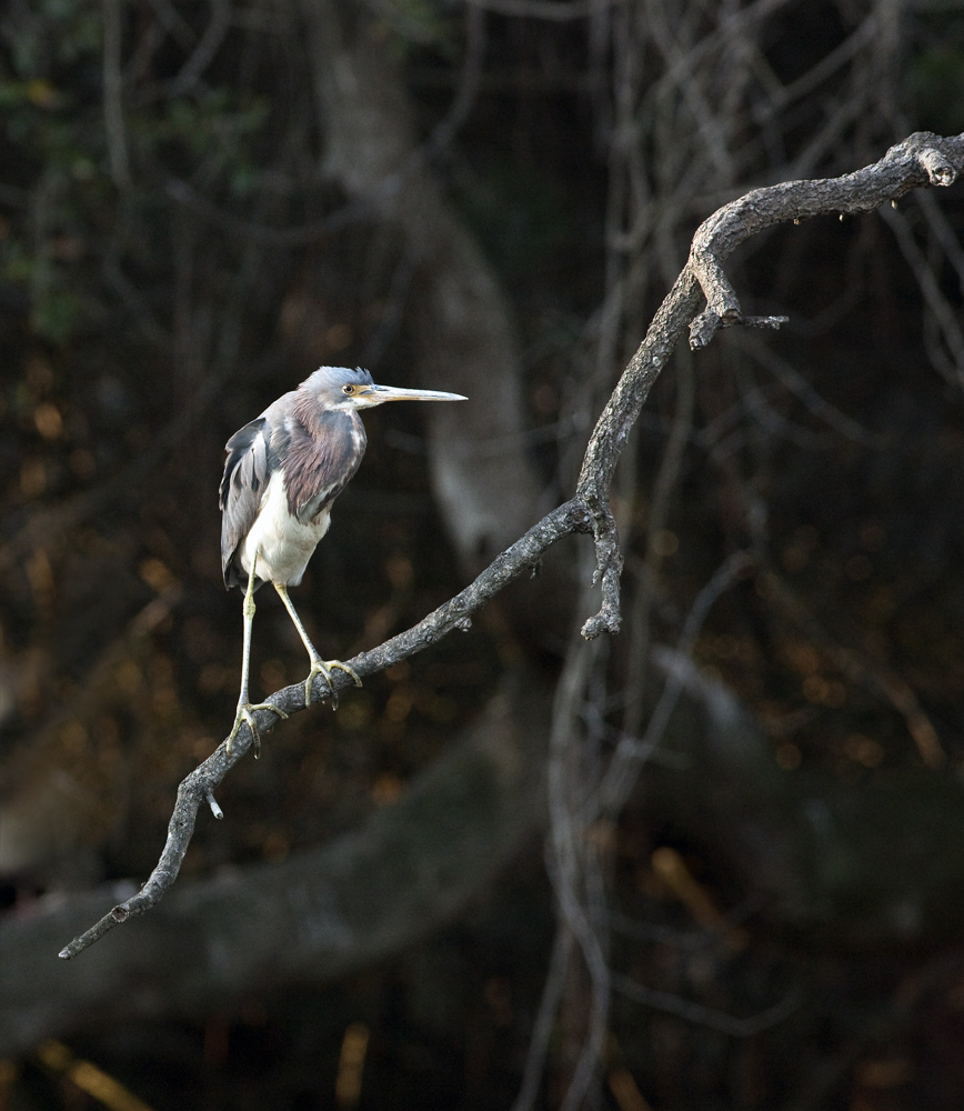 Download Immature Heron  (868Wx1000H)