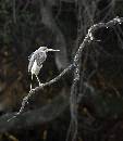Immature Heron  (868Wx1000H) - Immature Heron on Branch - Amelia Island - 2010 