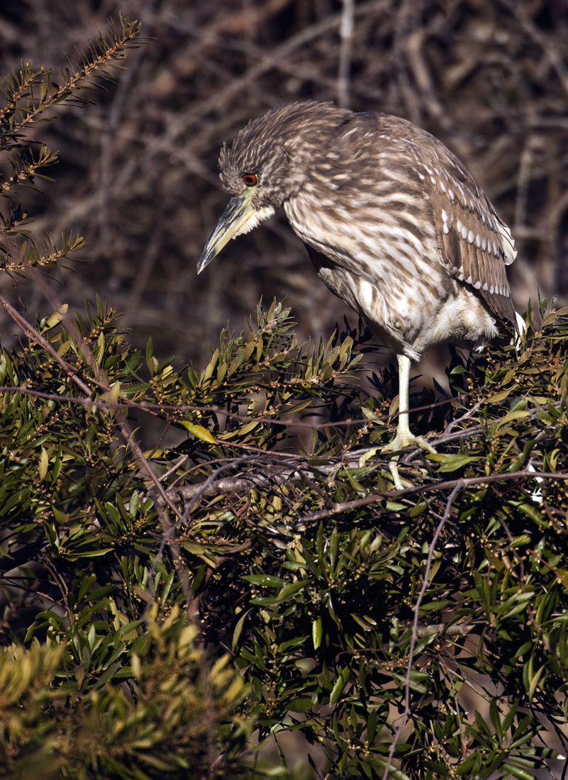 Download Immature Night Heron (801Wx1100H)