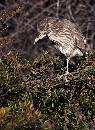 Immature Night Heron (801Wx1100H) - Immature Night Heron - Amelia Island - 2010 