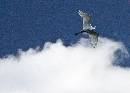 In the Clouds (1124Wx800H) - In the Clouds - Amelia Island - 2010 