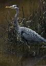 In the Weeds (765Wx1100H) - In the Weeds - Amelia Island - 2010 