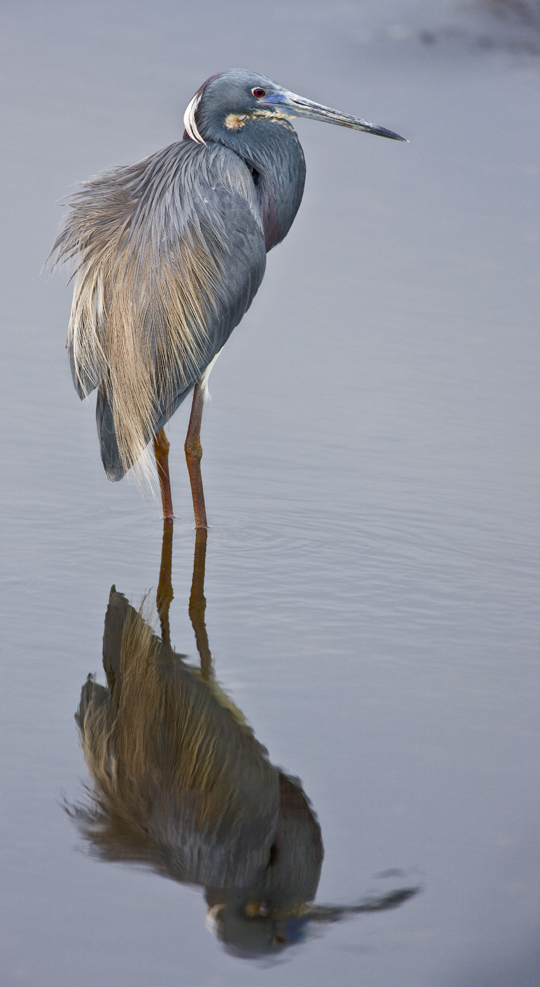 Download Incredible Bird (540Wx987H)