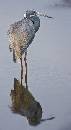 Incredible Bird (540Wx987H) - Incredible - Merrit Island - 2008 