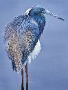 Incredible Crane - 4 (648Wx855H) - Incredible Crane - 4 