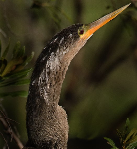 Download Inhinga Up Close (524Wx570H)