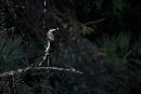 Enhinga on Branch (1200Wx800H) - Enhinga on Branch - Amelia Island - 2010 