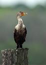 Inhinga on Pile (644Wx900H) - Cormorant on Pile - Amelia Island - 2008  