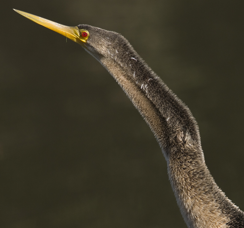 Download Inhinga 2 (796Wx746H)