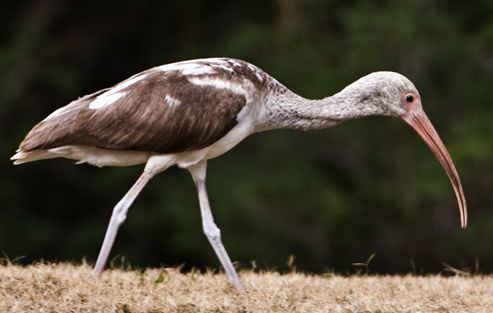 Download Ibis (693Wx440H)