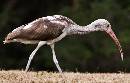 Ibis (693Wx440H) - Ibis 