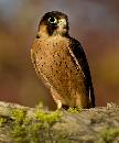 Kestrel I (998Wx1200H) - Kestrel I - Boise - 2010 