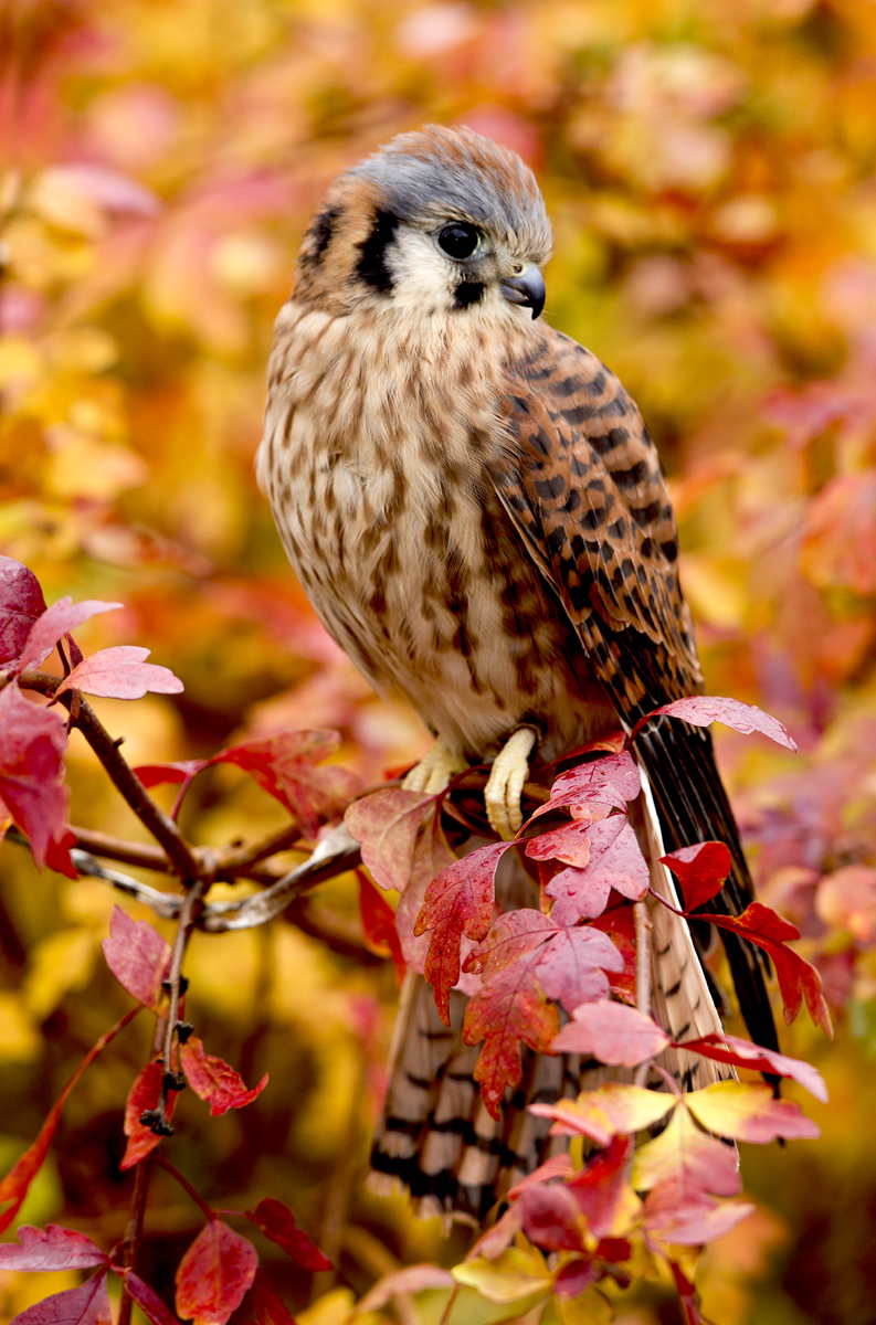 Download Kestrel III (793Wx1200H)