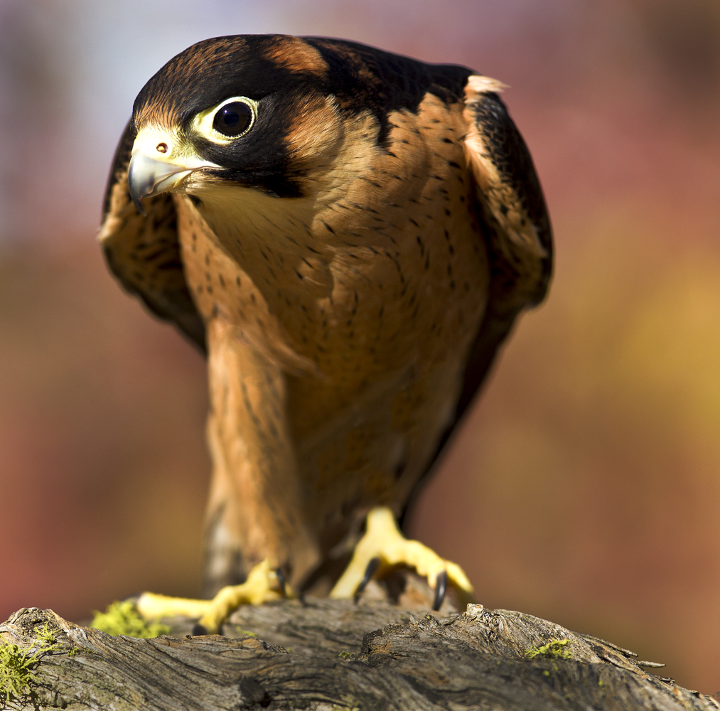 Download Kestrel IV (1013Wx1000H)