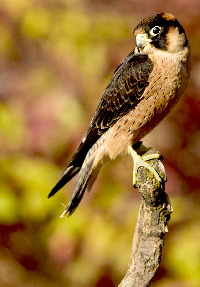 Download Kestrel on Pole (839Wx1200H)