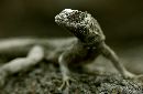  (660Wx430H) - Lizard - Galapagos Island - 2002 
