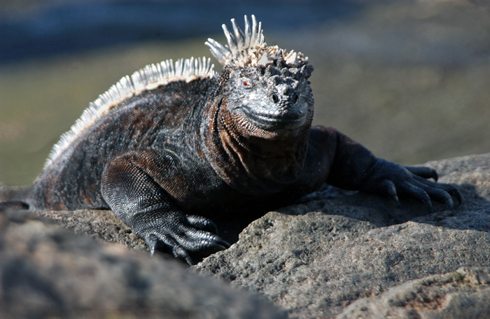 Download Lava Lizard (700Wx456H)