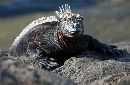 Lava Lizard (700Wx456H) - Lava Lizard - Galapagos - 2002 
