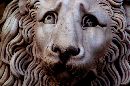 (720Wx478H) - Max's Lion 