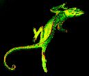  (560Wx478H) - Mr. Lizard 