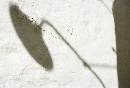 LampShadow (1400Wx947H) - Lamp Shadow - Patmos - 2007 