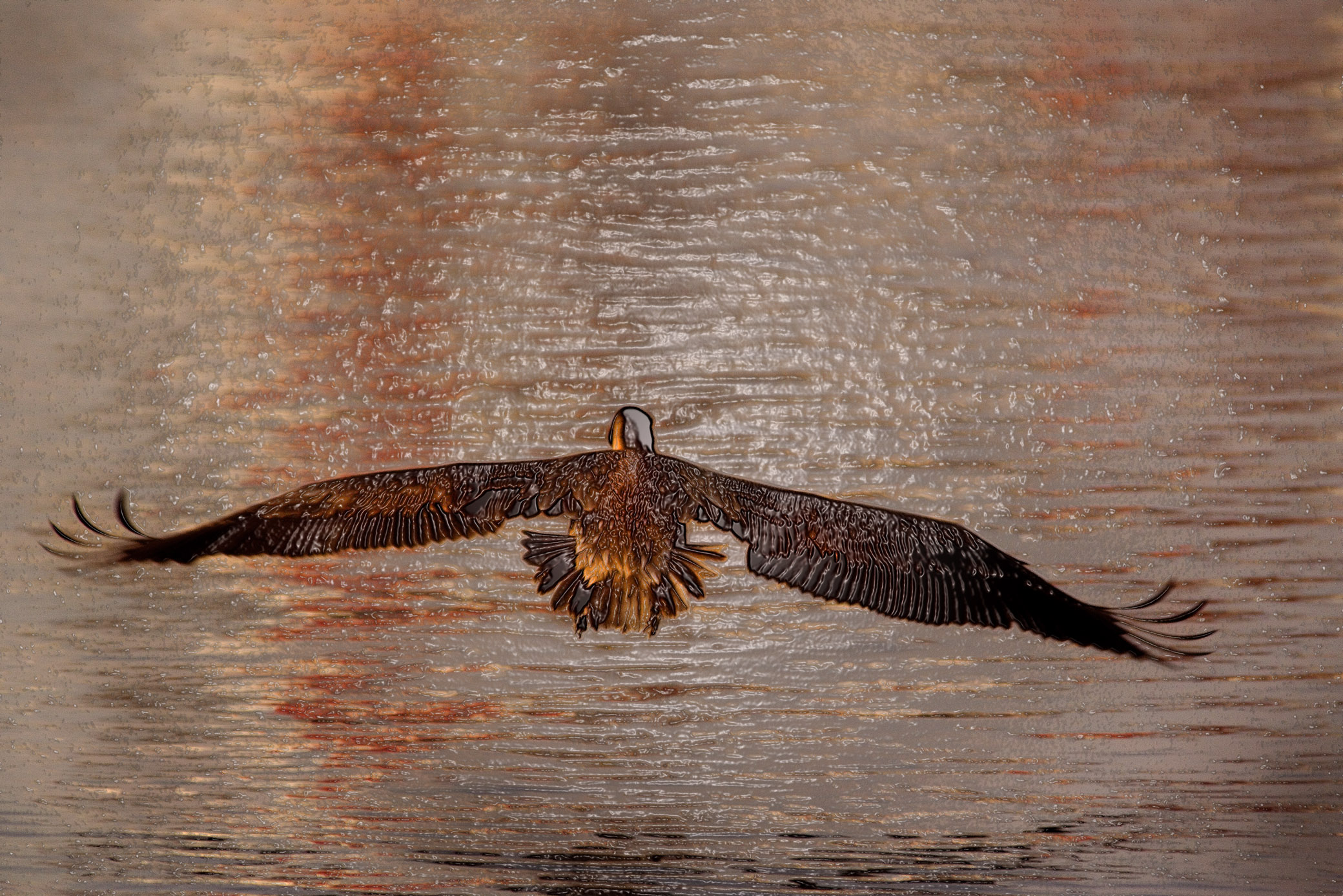 Download Pelican Landing (2080Wx1387H)
