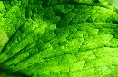  (693Wx452H) - Leaf Detai - Galapagos - 2002 