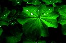  (700Wx456H) - Leaf Drops 2002 