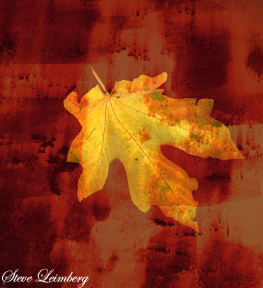 Download  (372Wx406H)
