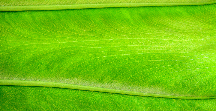 Download GreenLeaf (720Wx372H)