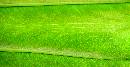 GreenLeaf (720Wx372H) - Green Leaf Detail - San Antonio - 2006 