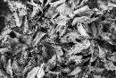 Leaves in Fountain (1200Wx800H) - Leaves in Fountain B&W - Sonoma California - 2010 