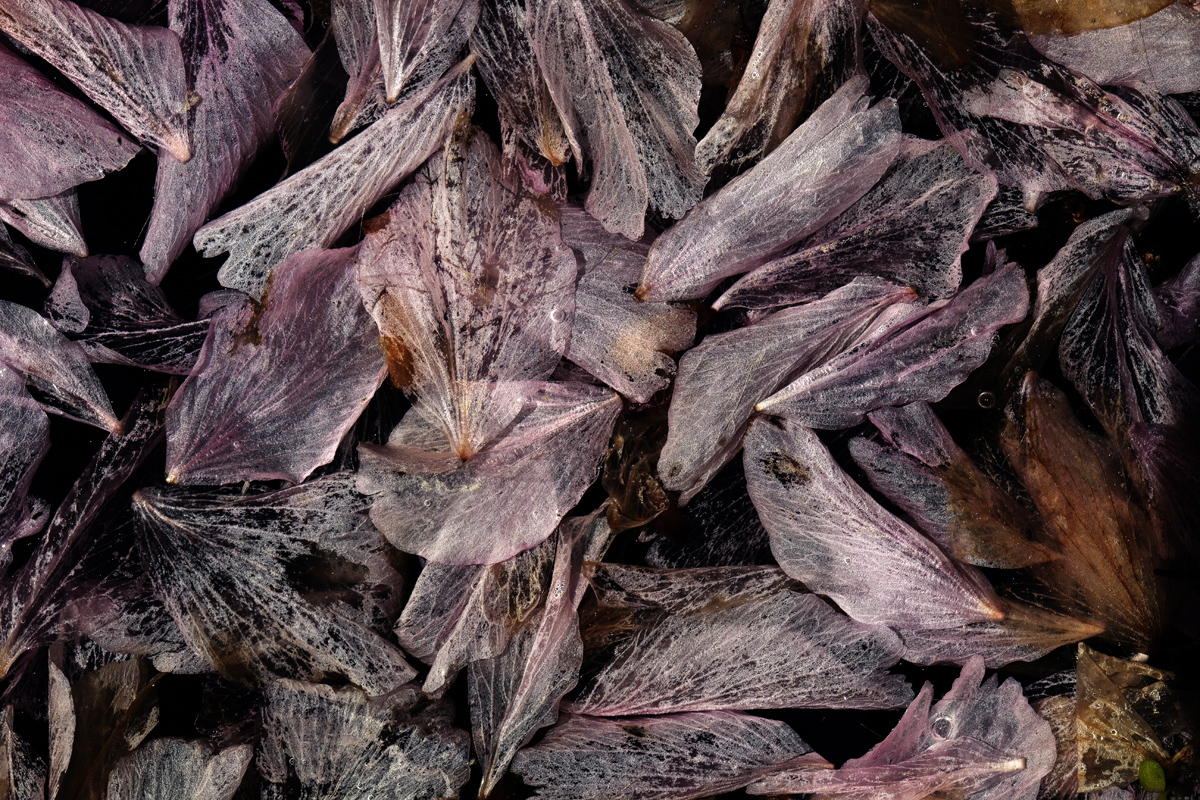 Download Leafs in Fountain (1200Wx800H)