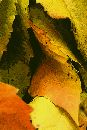  (640Wx960H) - Leaves Near Monet's Home, France 