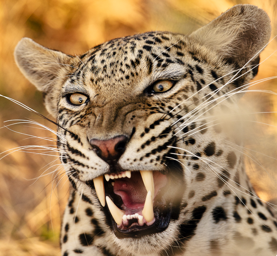 Download Leopard Growling  (972Wx900H)