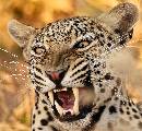 Leopard Growling  (972Wx900H) - Leopard Growling Close-Up - Africa 2010 