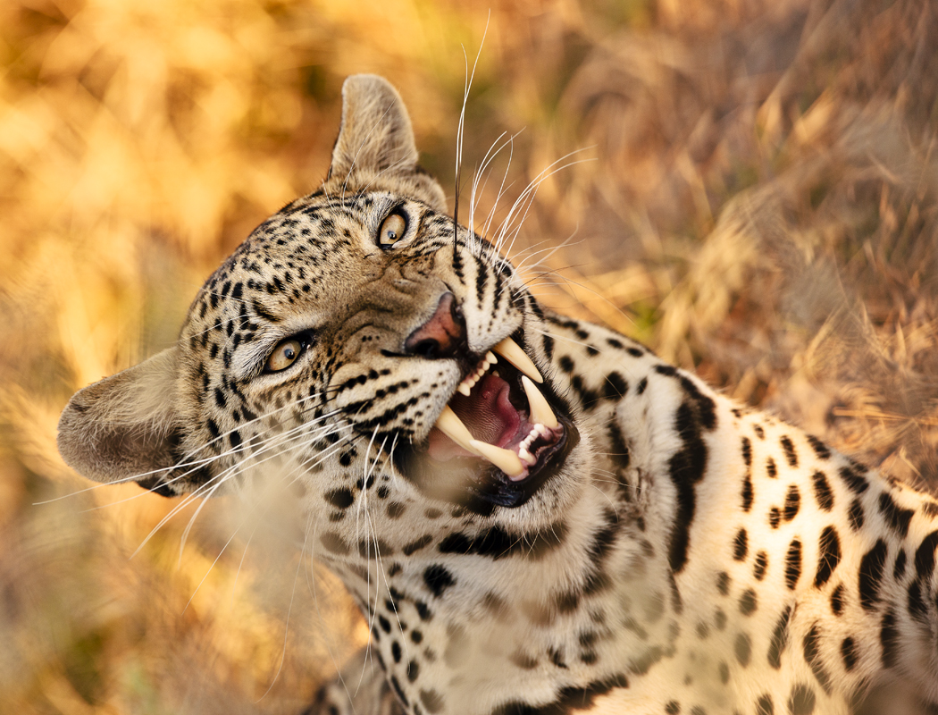 Download Leopard Growling (1050Wx800H)