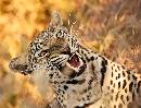 Leopard Growling (1050Wx800H) - Leopard Growling - Africa - 2010 