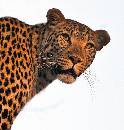 Leopard Looking Back (952Wx1000H) - Leopard Looking Back - Close-Up - Africa - 2010 
