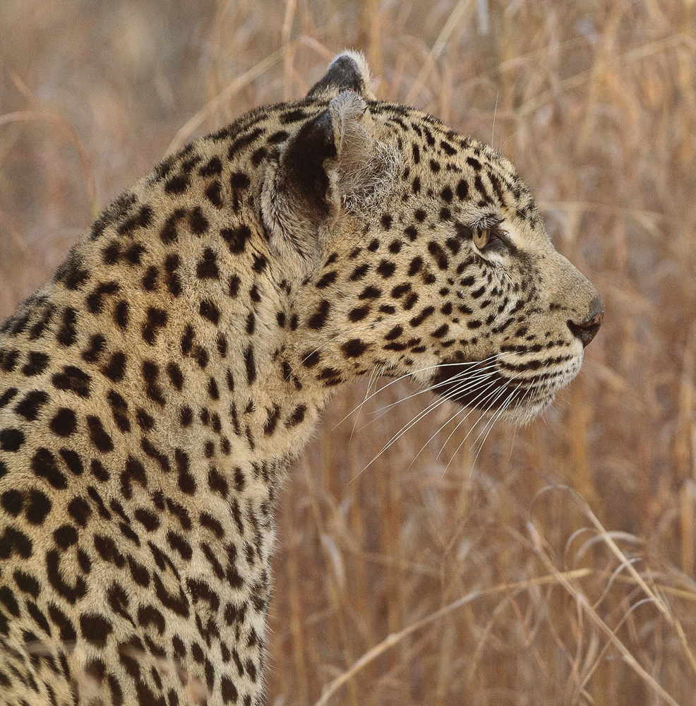 Download Leopard Size View  (986Wx1000H)