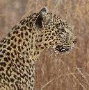 Leopard Size View  (986Wx1000H) - Leopard Side View Close-Up - Africa - 2010 