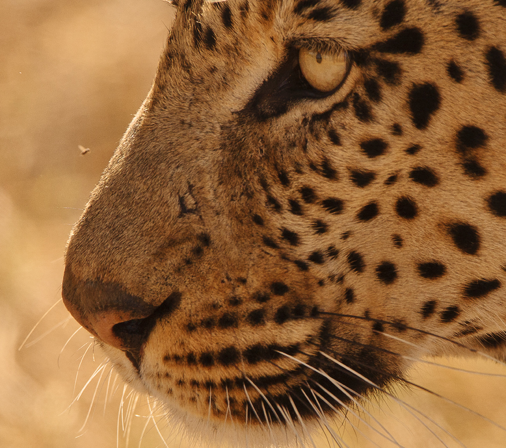 Download Leopard and Bee (1016Wx900H)