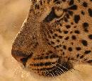 Leopard and Bee (1016Wx900H) - Leopard and Bee - Africa - 2010 