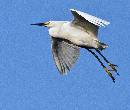 Leveling Out (1062Wx900H) - Leveling Out - Amelia Island - 2010 