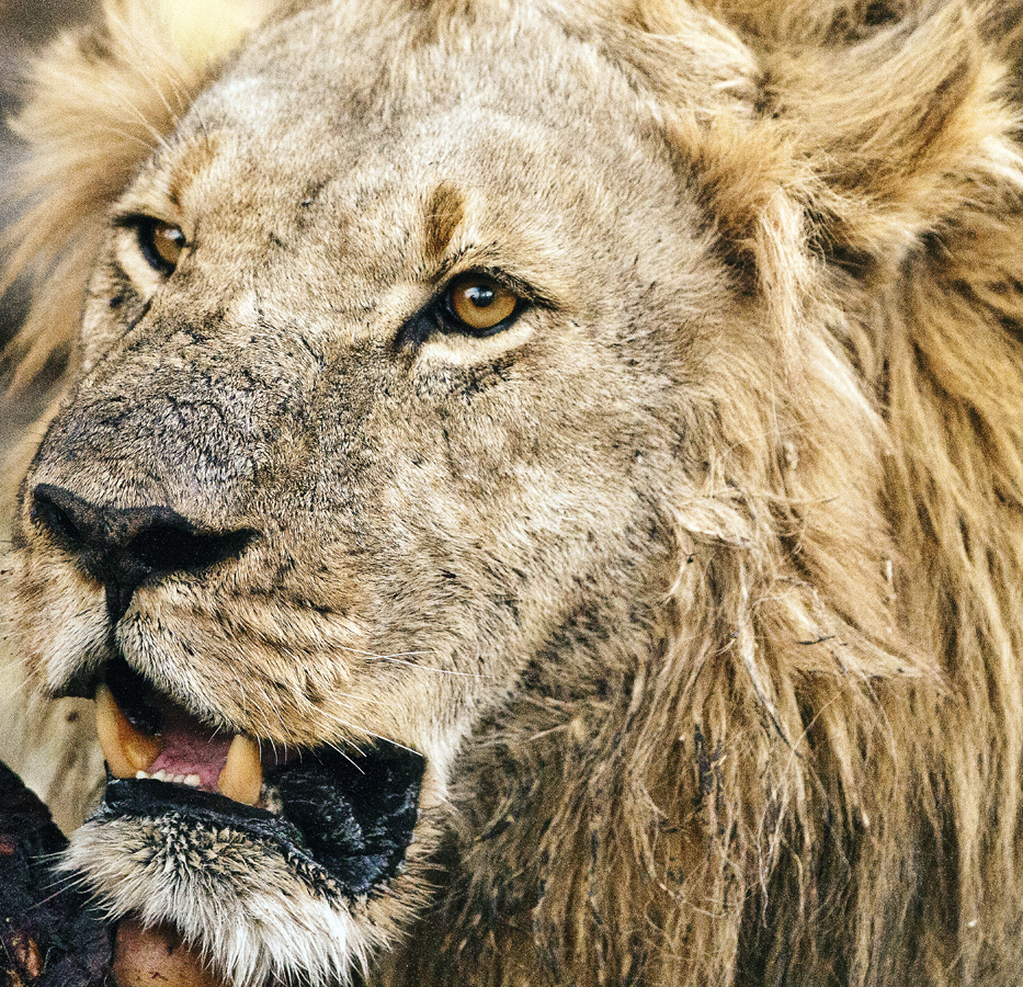 Download Lion Eating Up-Close (933Wx900H)