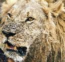 Lion Eating Up-Close (933Wx900H) - Lion Eating Up-Close - Africa - 2010 