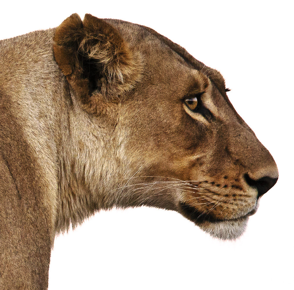 Download Lion Looking Right (1012Wx1000H)